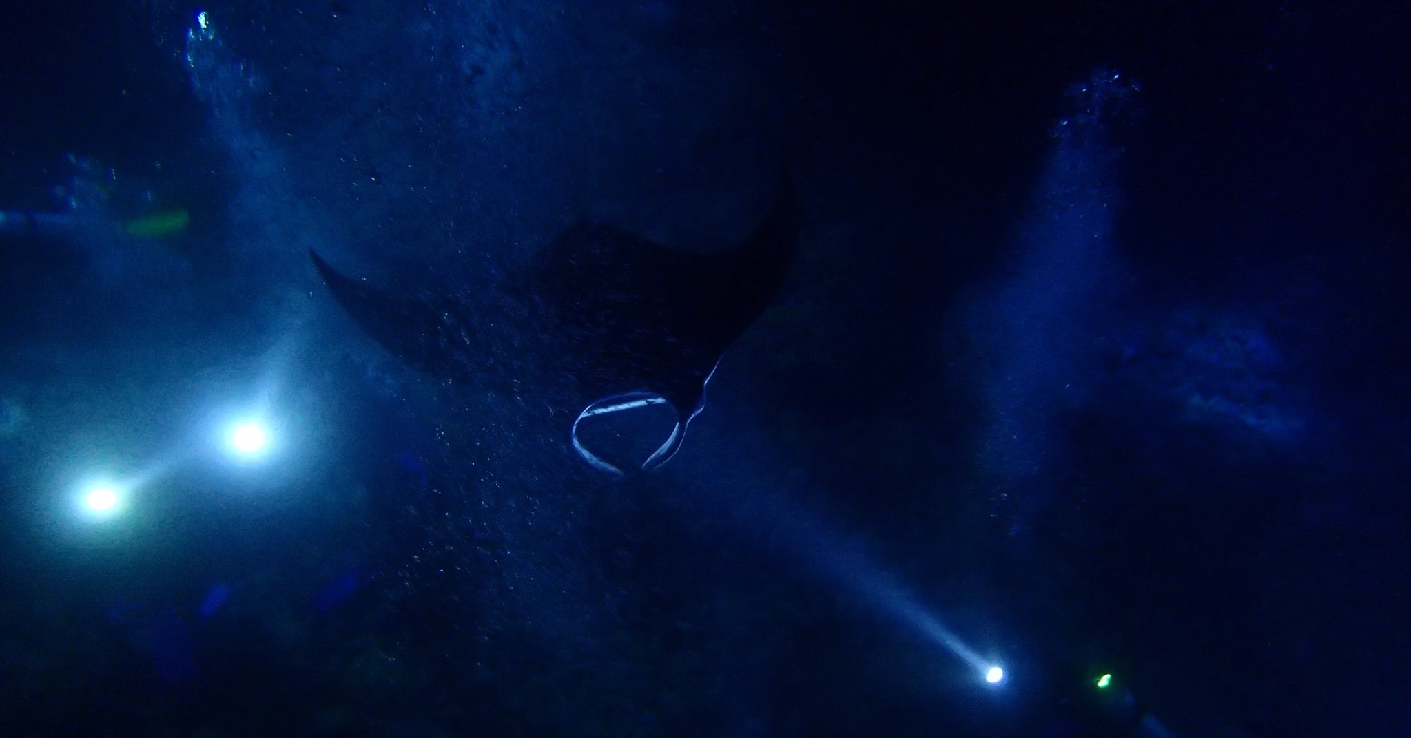 Night Dive with Manta Rays in Hawaii