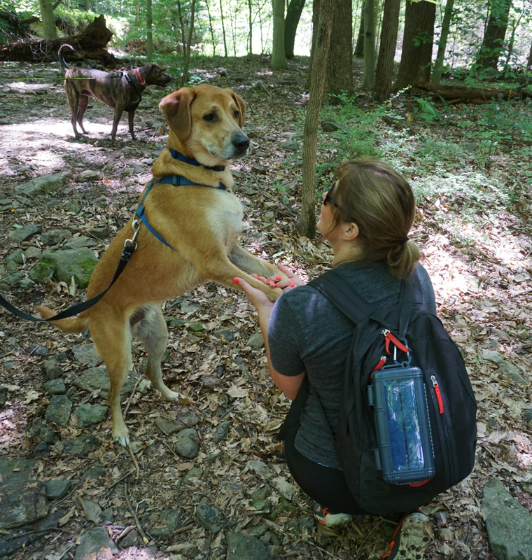 Hiking with Dog - RokPak Pioneer Series